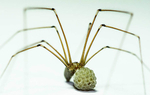 Female Cellar spider with eggs