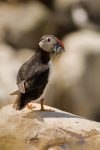 Puffin