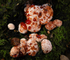 Bleeding tooth fungus, Cholmondeley