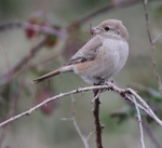 Isabelline Daurian Shrike