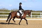 British Dressage - Pendarves 11.04.2026 portfolio
