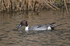 Pintail