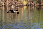 Anhinga flying low over water, Venice Rookery, Florida
