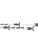 BBW-18-Greylag Geese. Family Outing