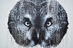 Great Grey Owl mural