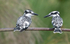 Pied kingfishers