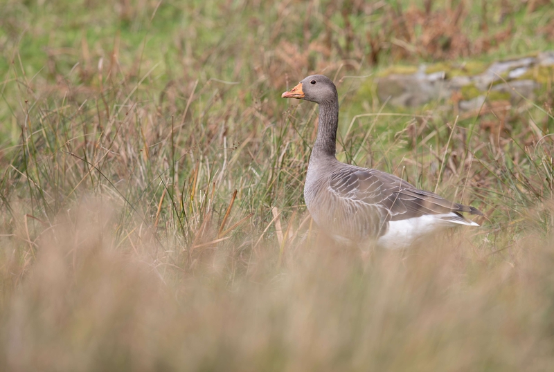 Greylag Goose - Isle of Mull - Scotland