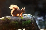 Red Squirrel 1