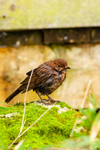 Blackbird Turdus merula-4115