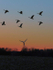 Geese in Flight