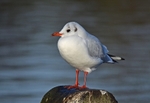 Black-headed Gull