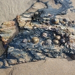 Bedruthan beach Shells-IMG_367