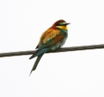 European Bee Eater