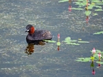Little Grebe