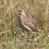 Possible African Pipit?