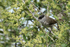Blackcap (male), Rock of Gibraltar