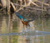Kingfisher explodes out of the water after a fishing trip at Otmoor
