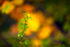 Woodland Colour