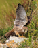 Kestrel stretching its wings at Durlston