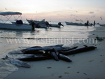 Barracuda and Wahoo Catch 2010.