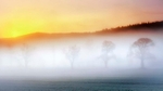 Spring dawn Marlfield