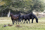 New Forest Ponies - Hampshire