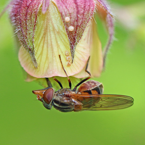 A Hoverfly or Flower Fly