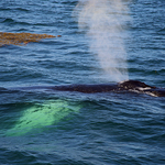 Humpback Whale Megaptera novaeangliae