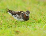 Red-necked Phalarope (male) looking for insects, Iceland