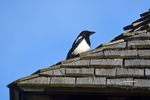 Magpie