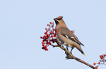Waxwing - Bombycilla garrulus