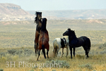 Facing Off_6647