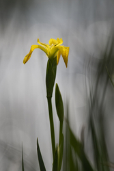 Wild Iris