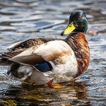 BBW-19-Mr Mallard on the Loch