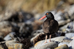 Blackish Oystercatcher, Carcass Island, Falklands