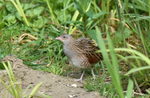 Corncrake