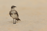 Espanola Mockingbird standing on beach, Espanola, Galapagos