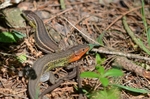 Large Psammodromus