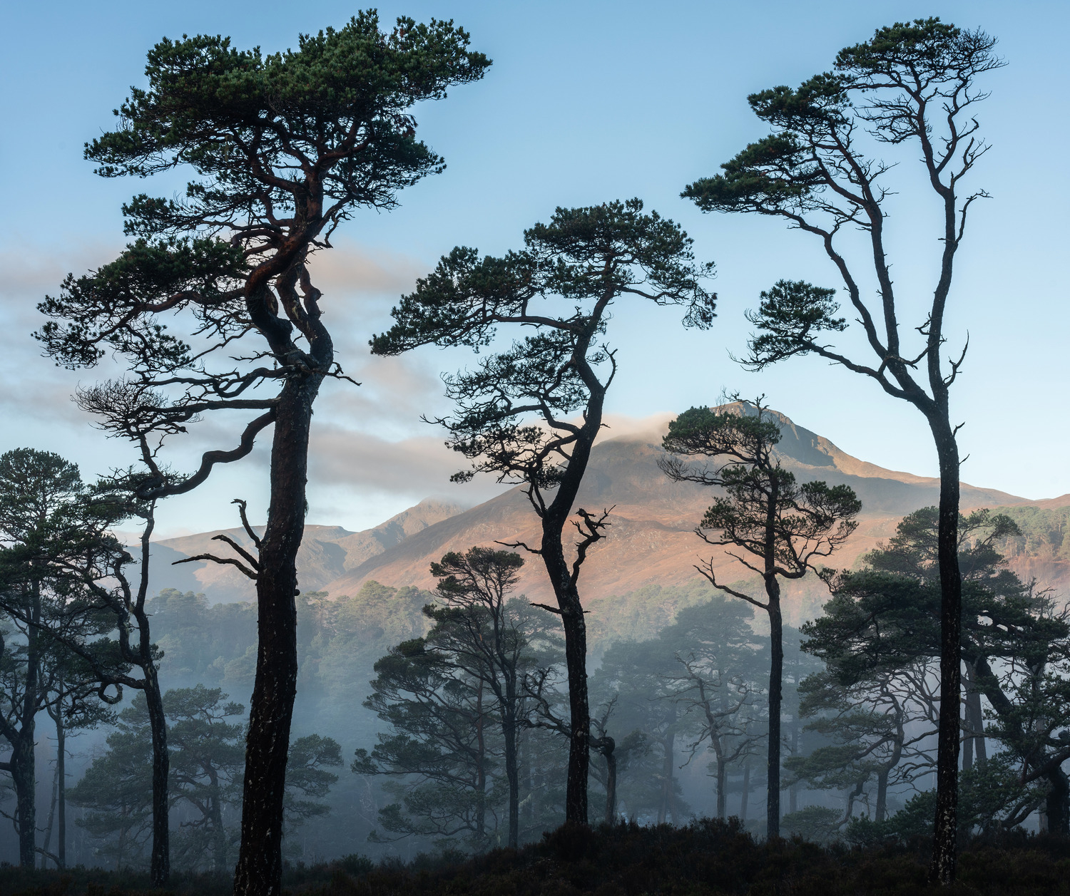 Sgurr na Lapaich with pines