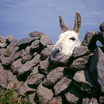 Donkey Relaxing over old Irish stone wall, Ireland