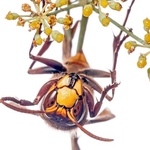 European hornet (Vespa crabro) MYN