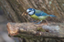 Blue Tit collecting nest material at Otmoor