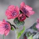 Mountain houndstongue (Cynoglossum montanum) 