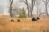 Mamas Watchful Eyes_2299