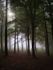 Danefield Woods