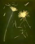 Two Chysantheumus