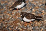 Turnstone