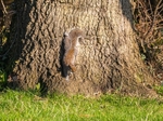 Grey Squirrel