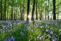#44  Killinthomas Bluebell Wood