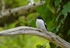 Pied Flycatcher
